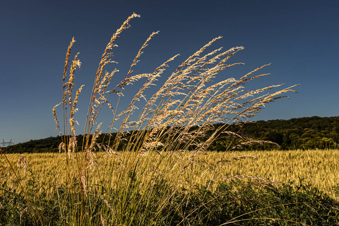 sous les derniers rayons