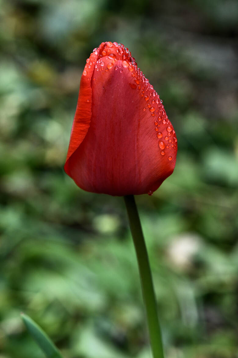 une autres rouge