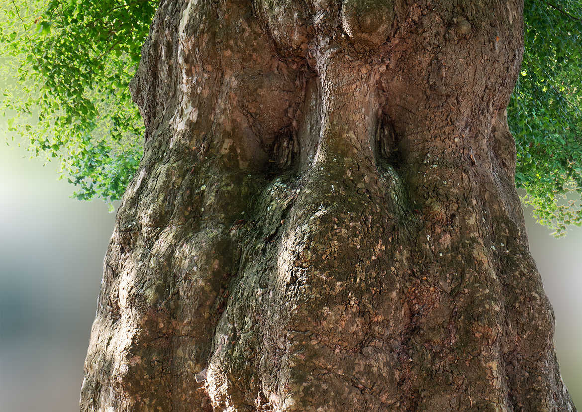 le regard de l'arbre