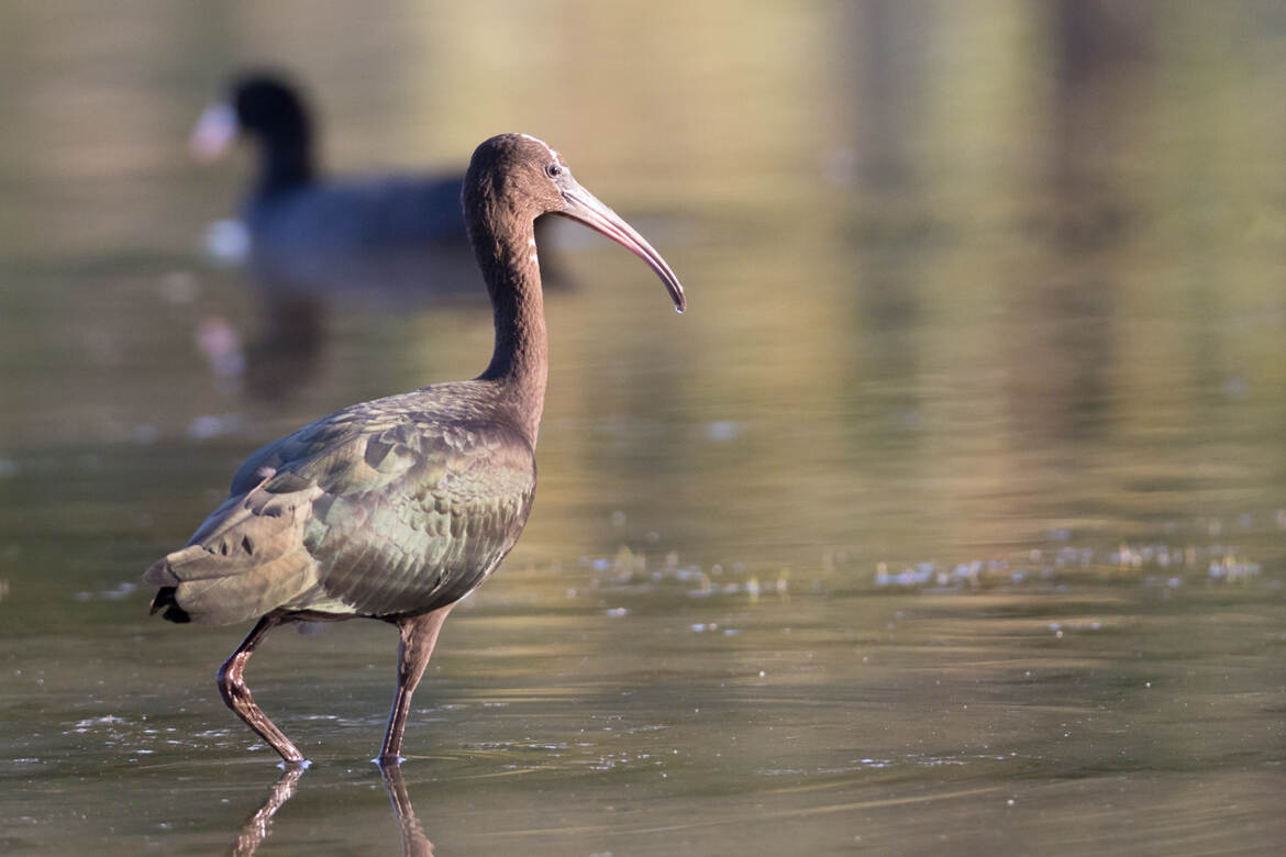 Ibis Falcinelle au Lac des Sablons