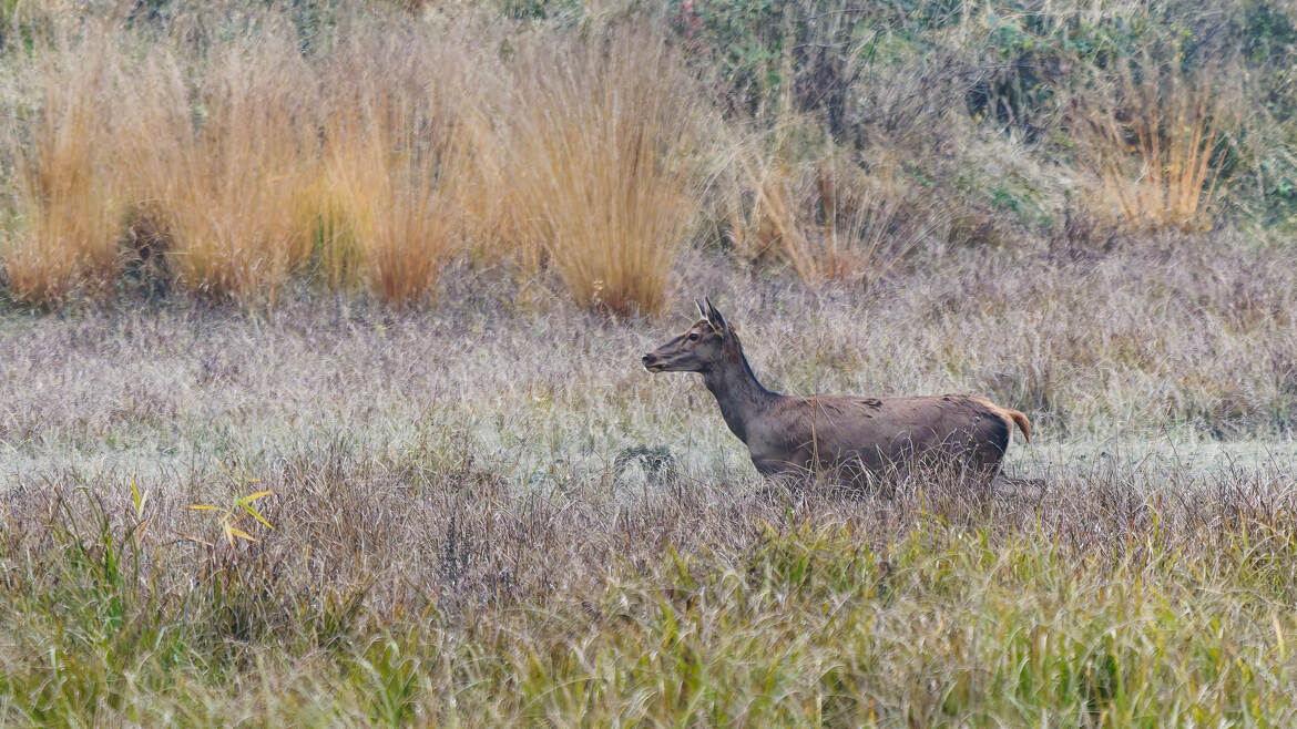 Une biche passe