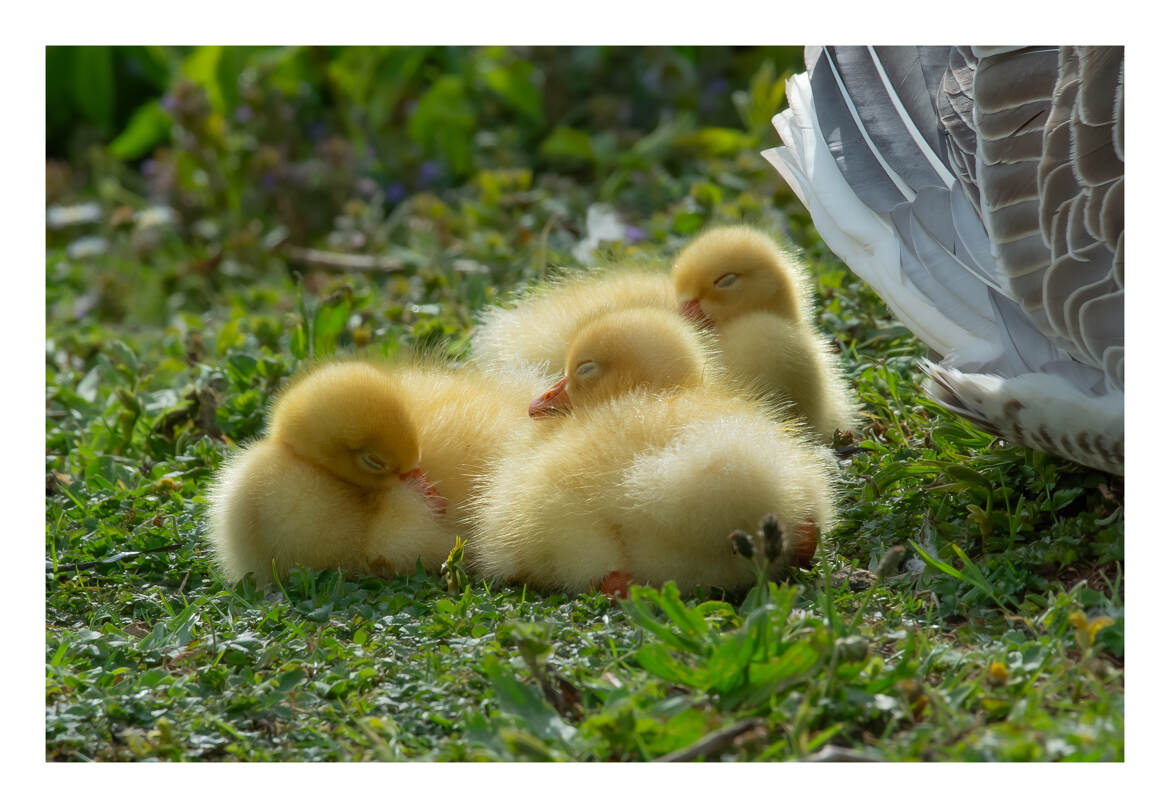 Blottis les uns contre les autres pour rester bien au chaud !