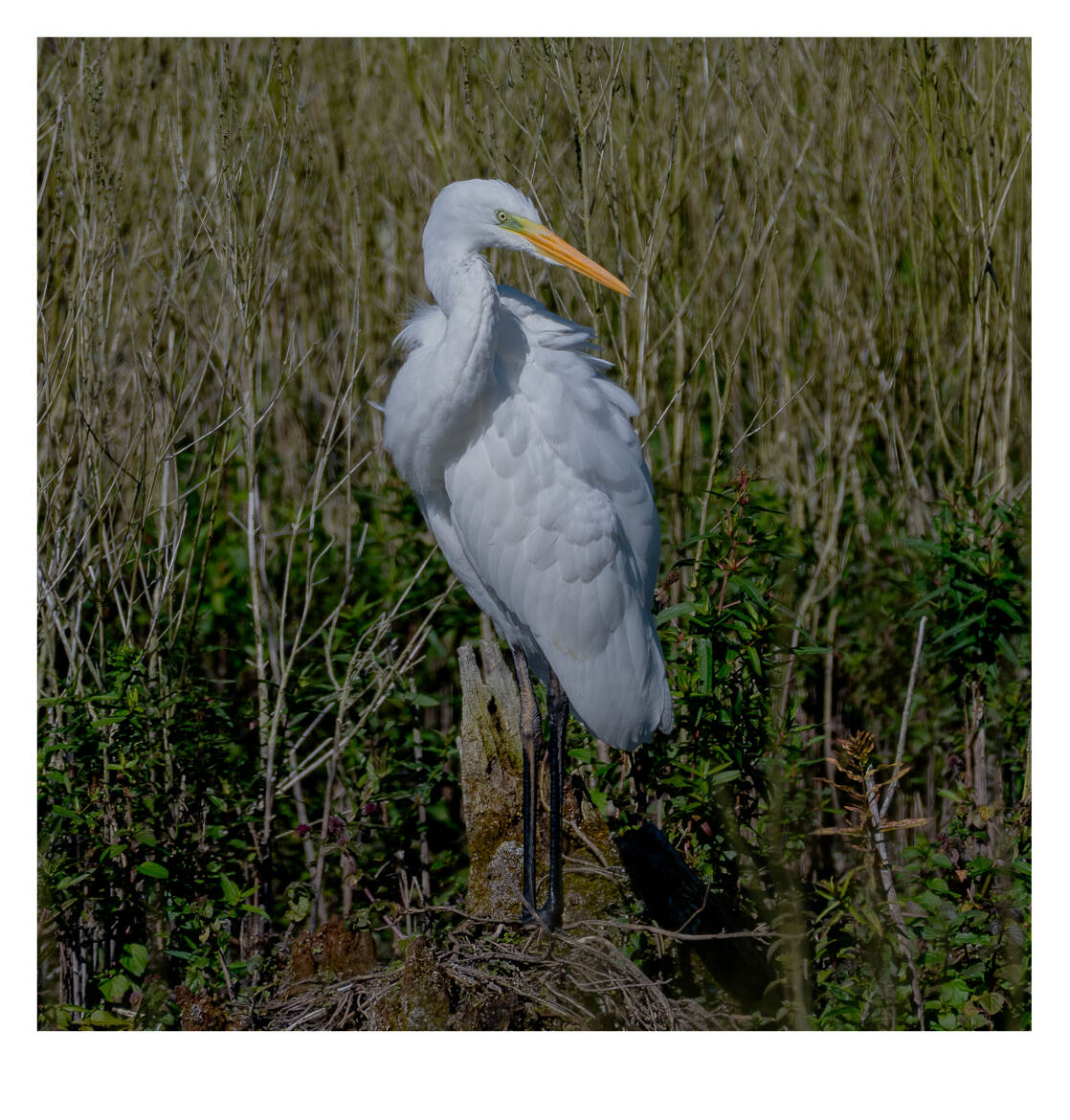 La Grande Aigrette au plumage entièrement blanc.