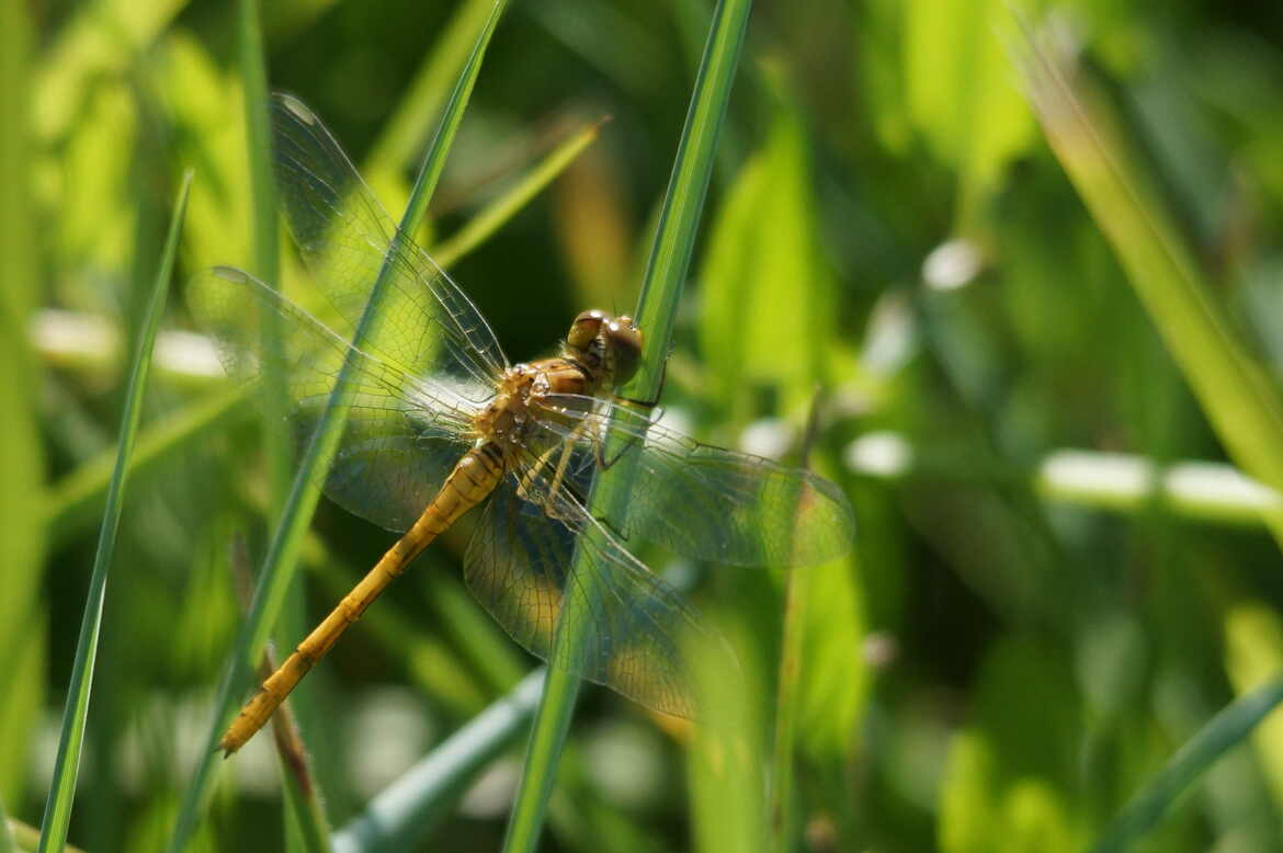 SYMPETRUM jaune d'or