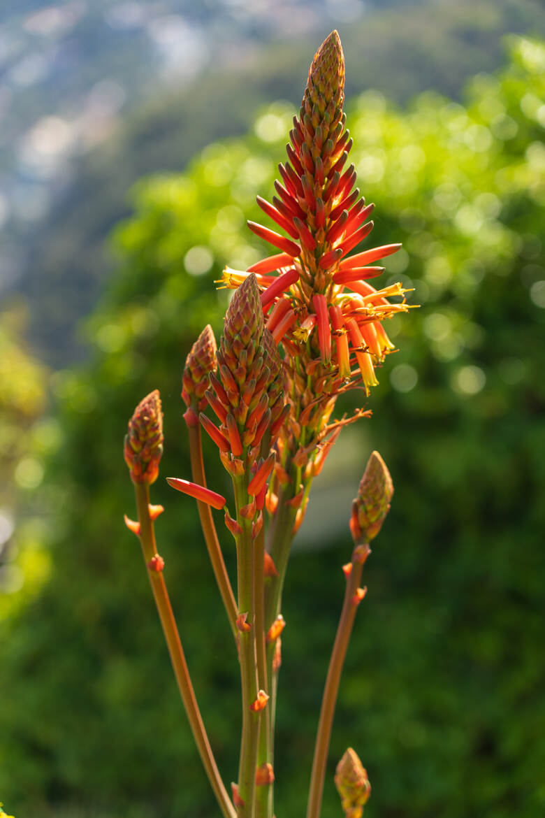 Rouge tendre