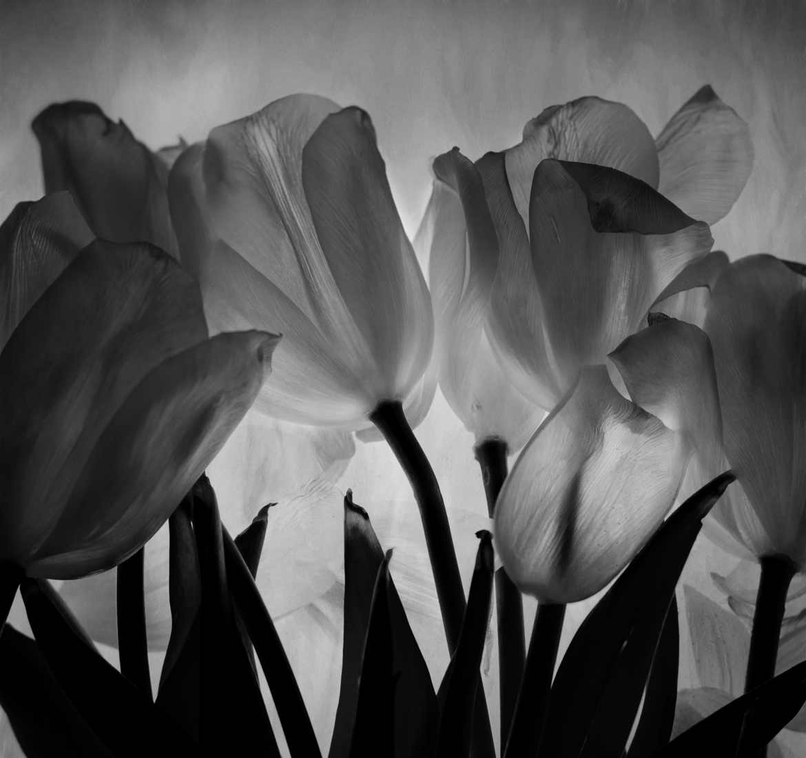 danse des tulipes