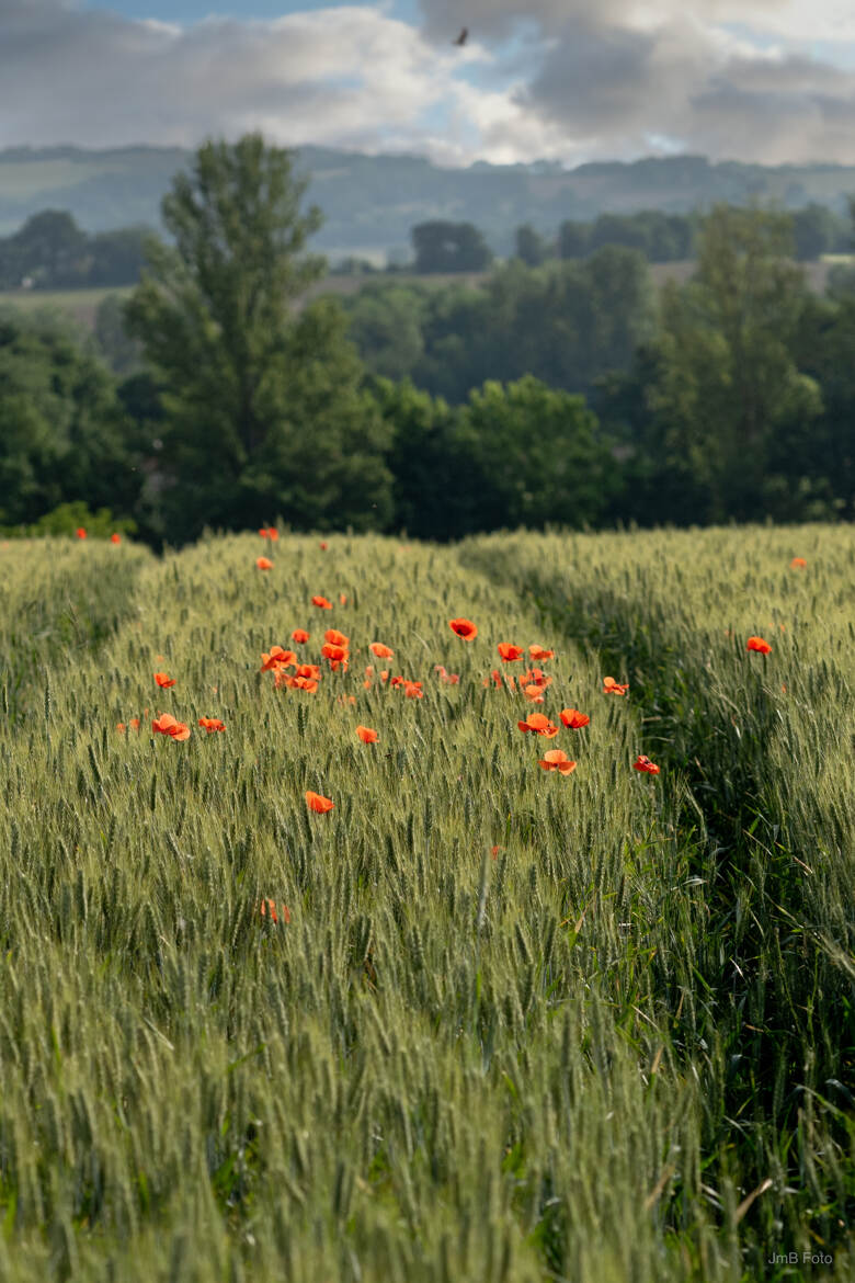 Bouquet de coquelicots