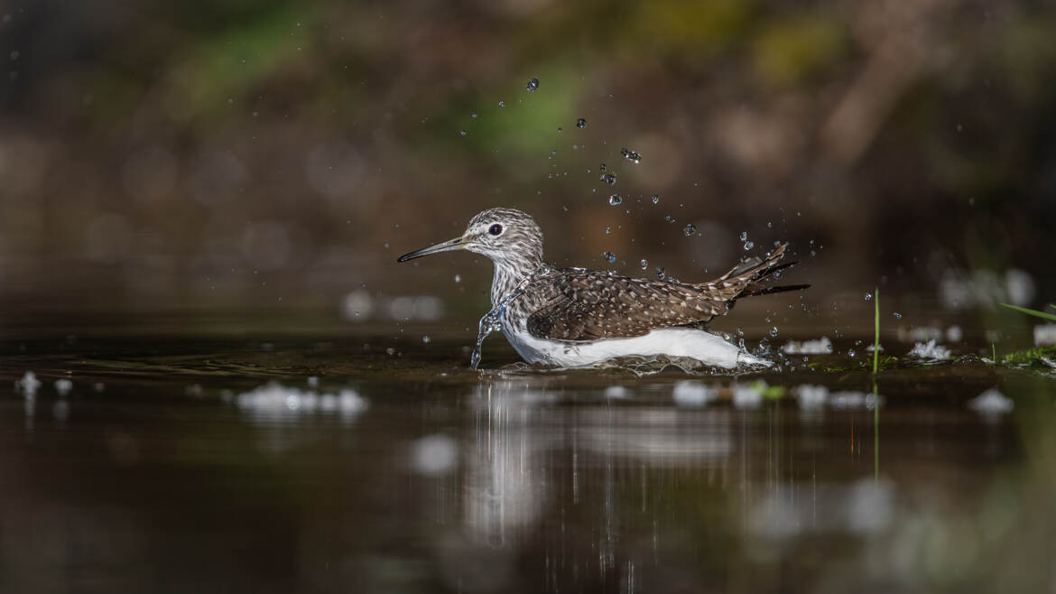 Le bain du chevalier