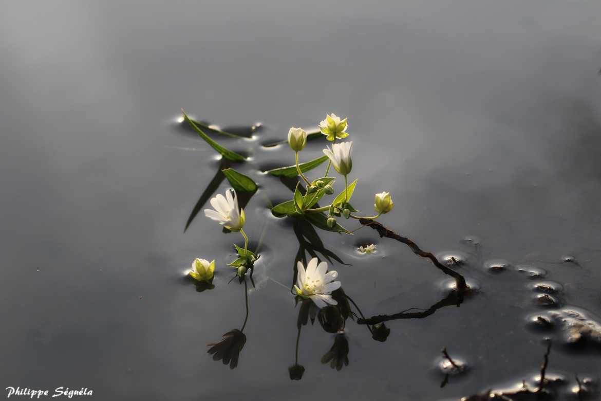 A fleur d'eau