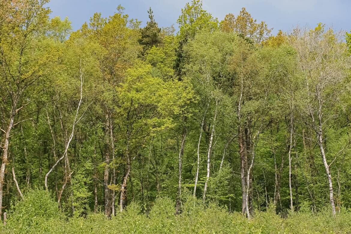 Archives forestières inédites (1)