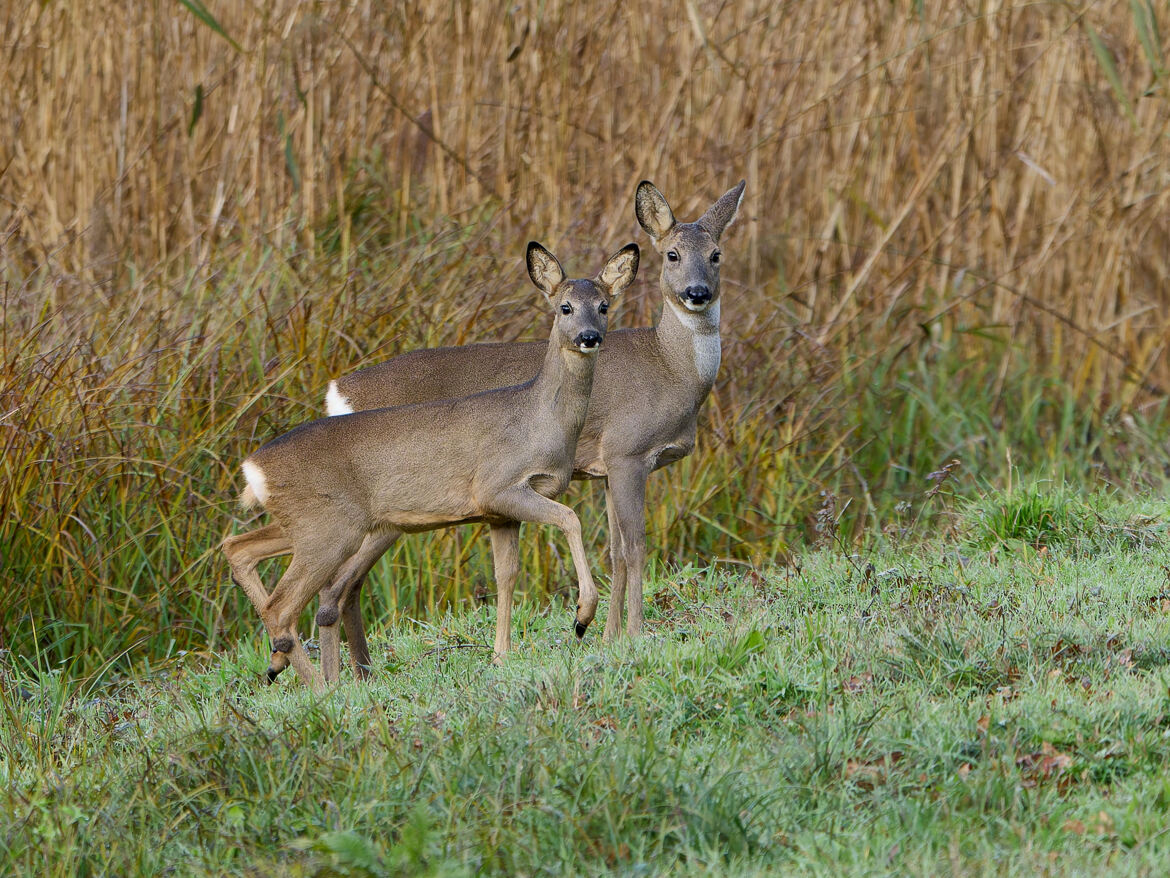 Mère et fille sauvage