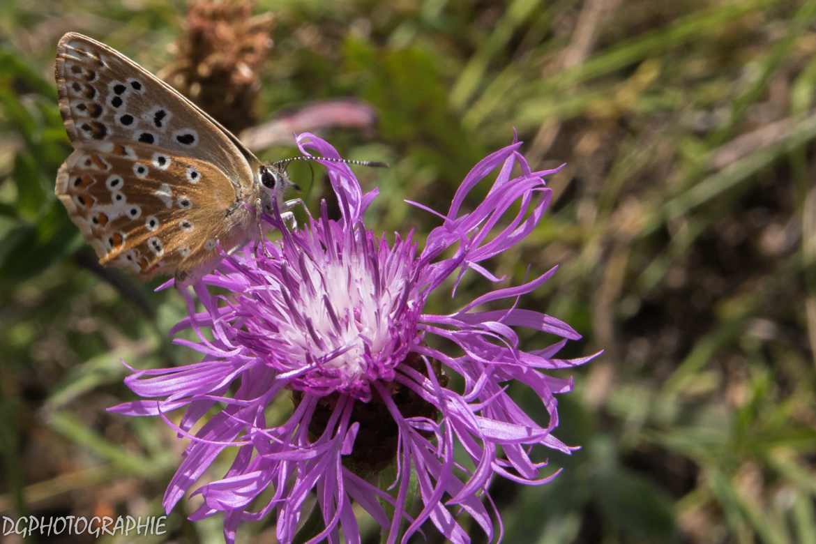 papillon