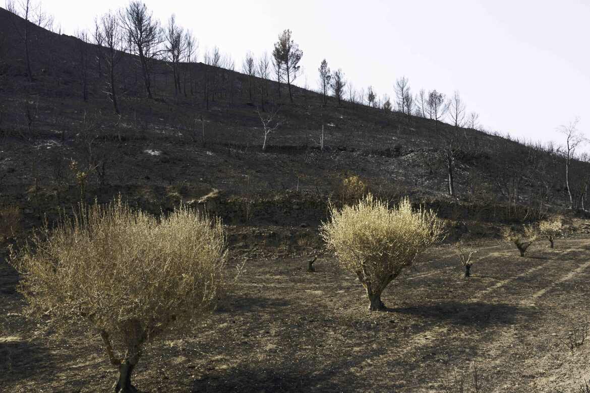 Douloureuse chaleur estivale