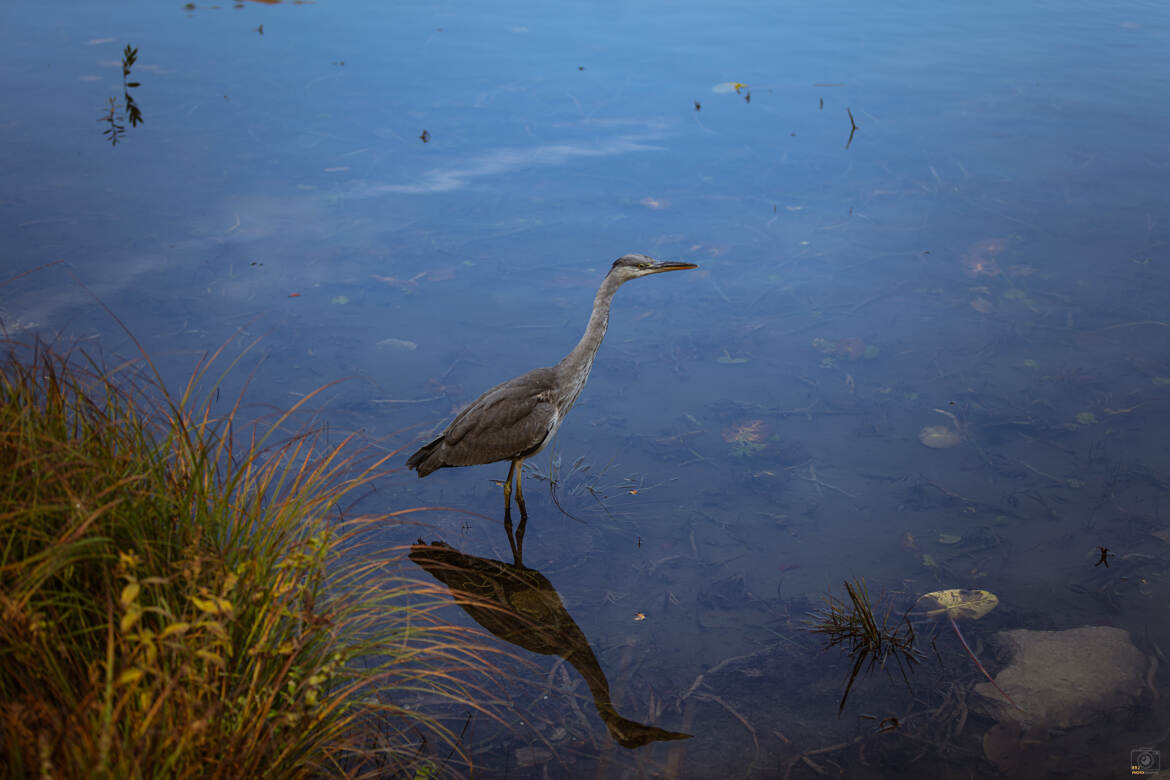 Le héron et son reflet