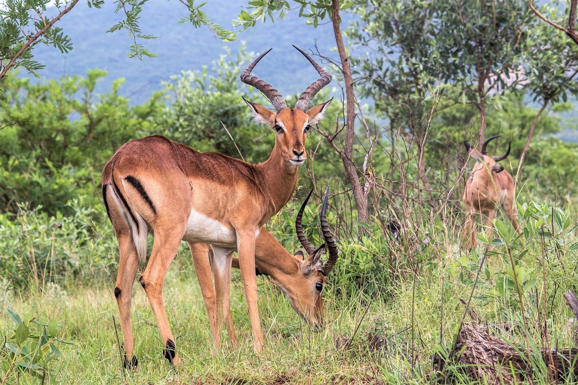 Impalas dans leur milieu