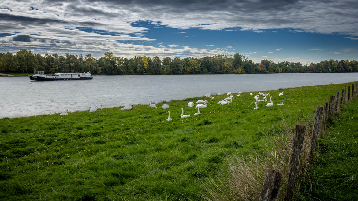 Quand les cygnes regardent passer les péniches