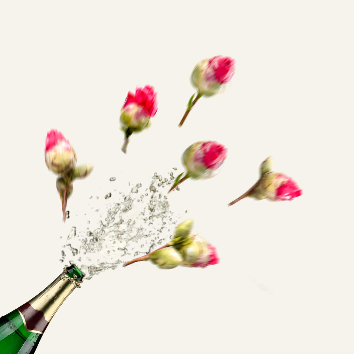 Camélias champagne