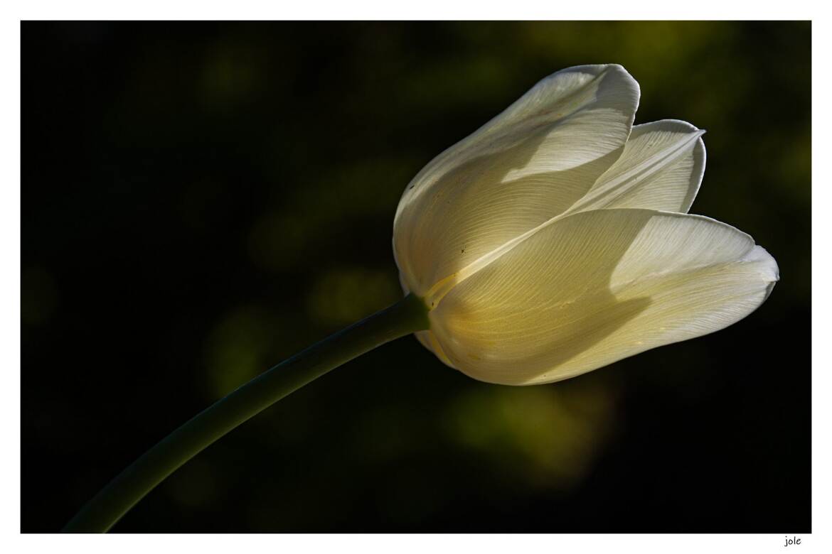 Transparence