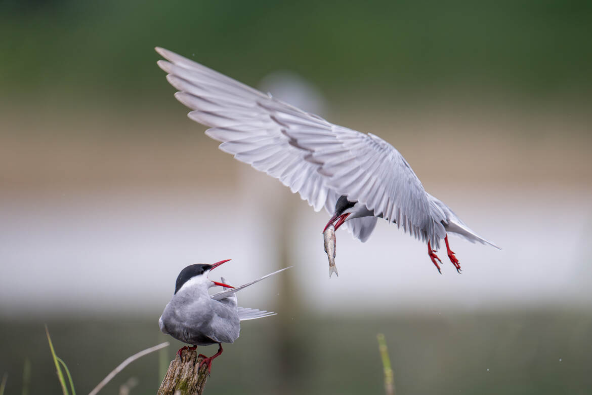 Ravitaillement en vol