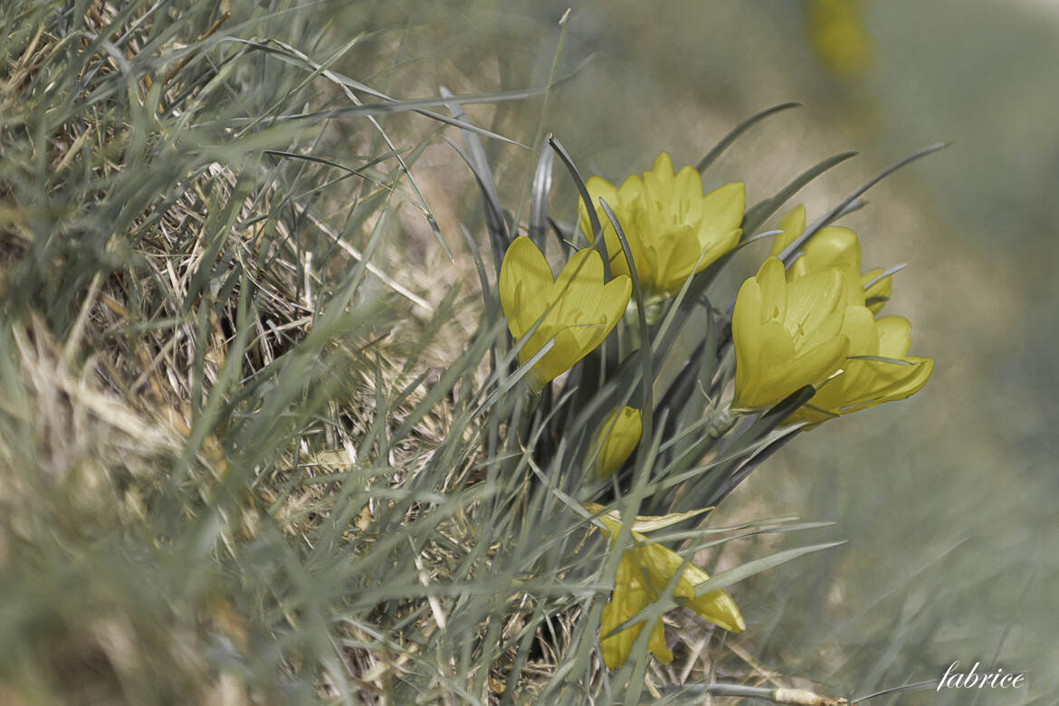 Sternbergia Lutea