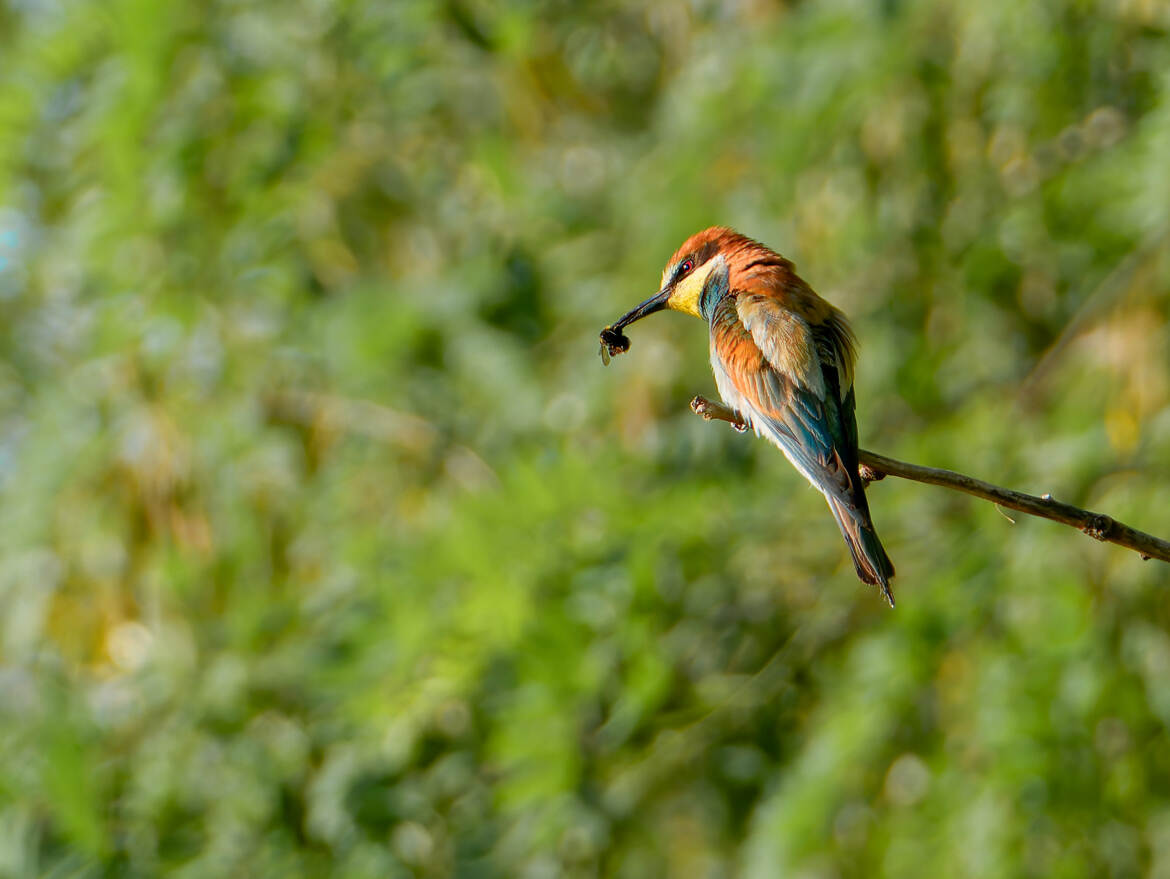 C'est mon petit dej.