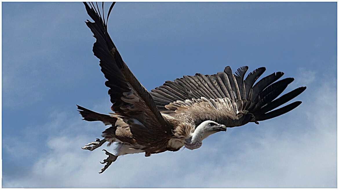 Vautour en plane