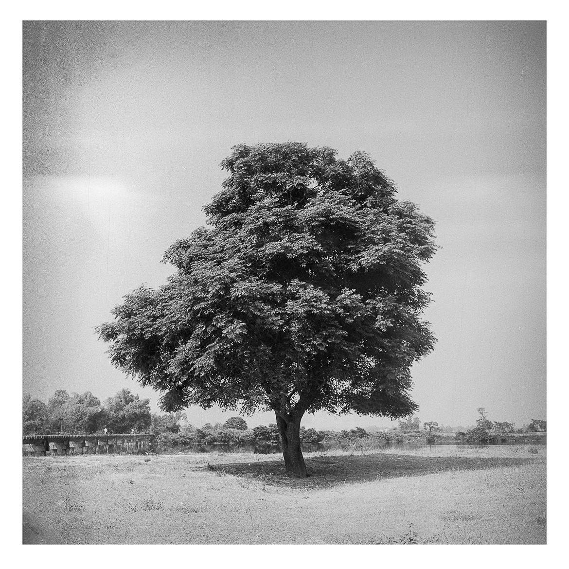 aupres de mon arbre je vivais heureux