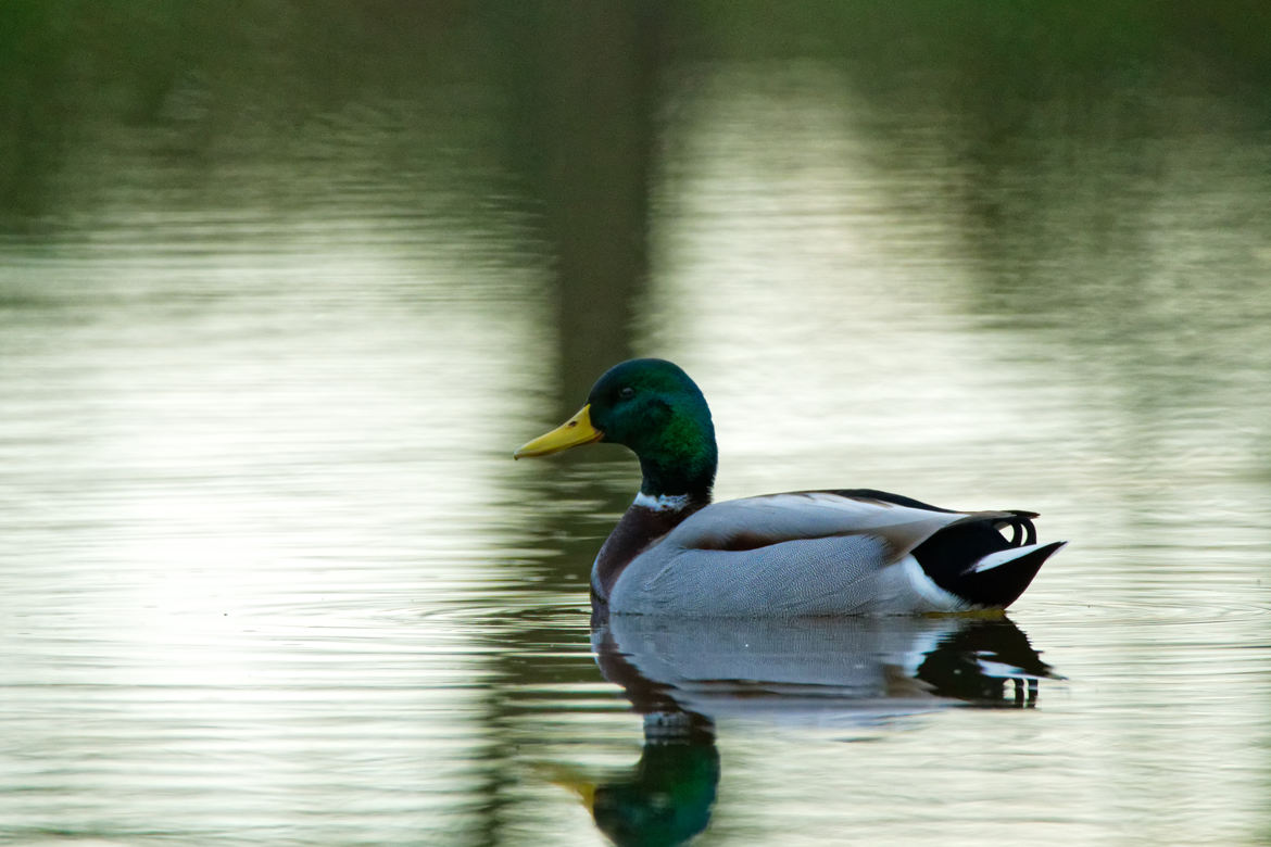 Canard colvert