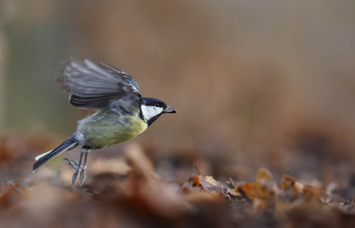 Une petite graine vitale