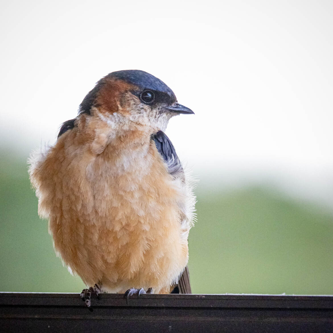 Portrait d'hirondelle