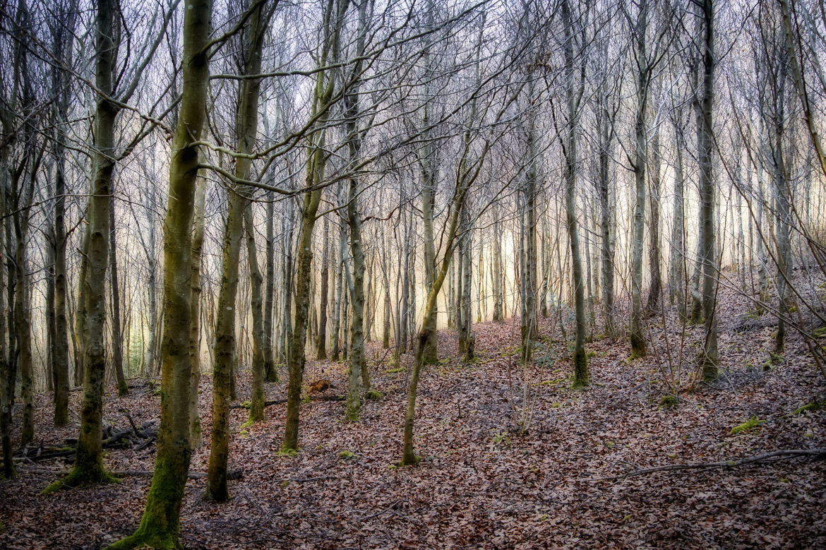 Au coeur de la forêt