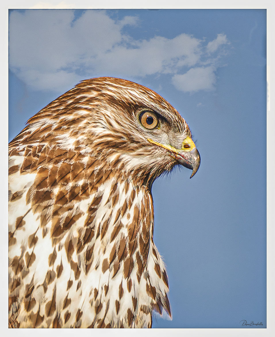 Portrait de Buse Variable