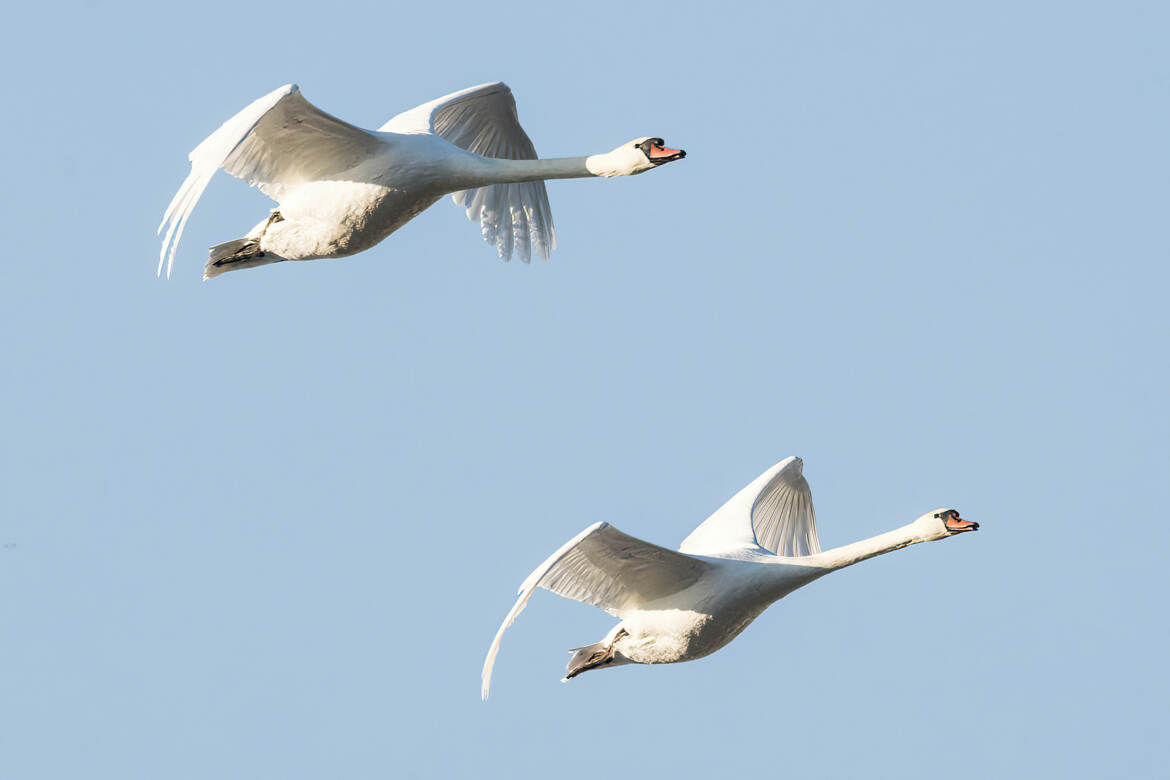 Couple de cygnes en vol