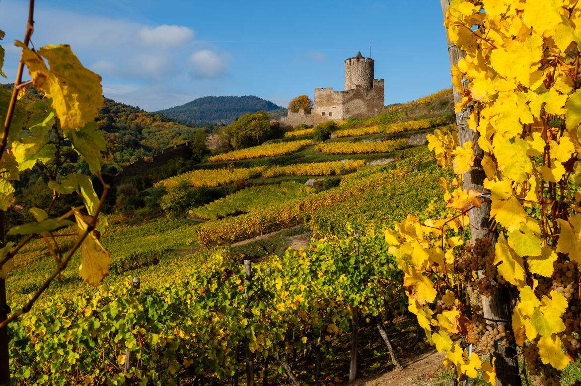 Des vignes et des vignes