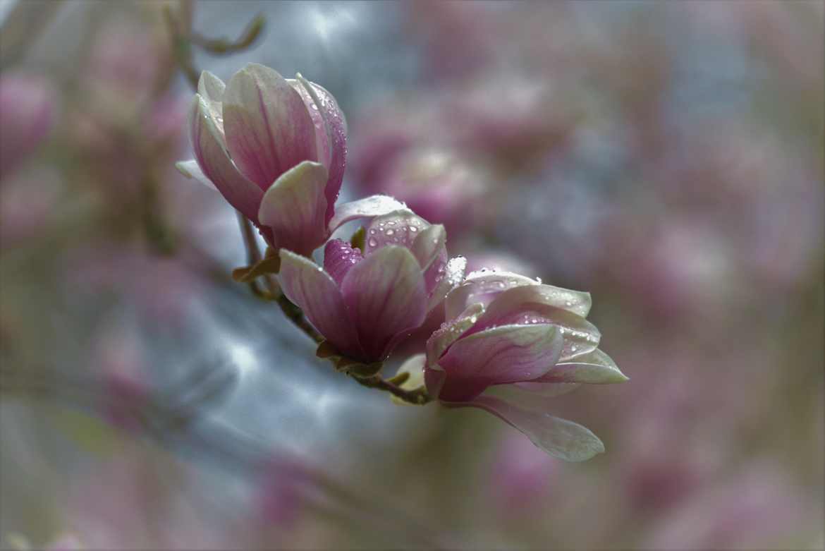 Parmi les magnolias