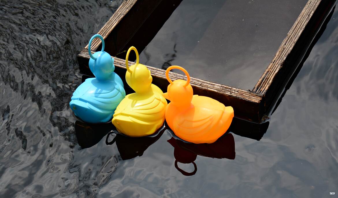 Canards à pêcher