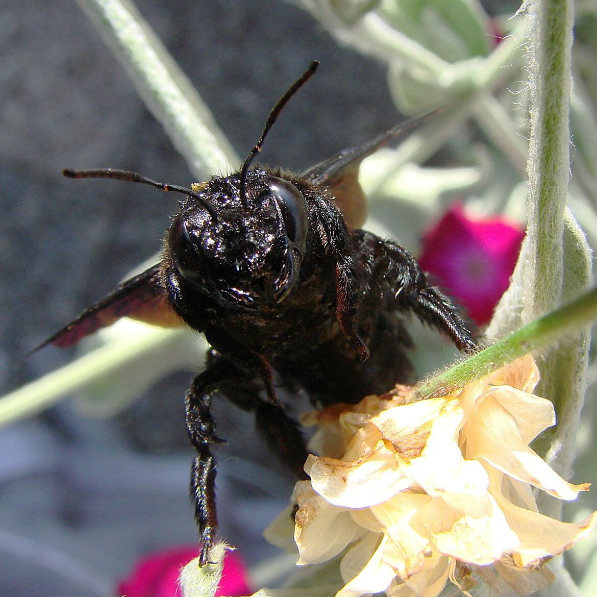 Salut de l'abeille xylocope