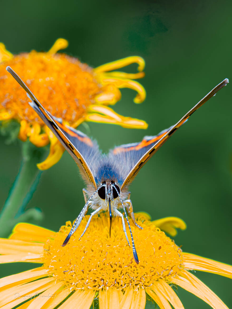 Papillon cuivré (Lycaena)