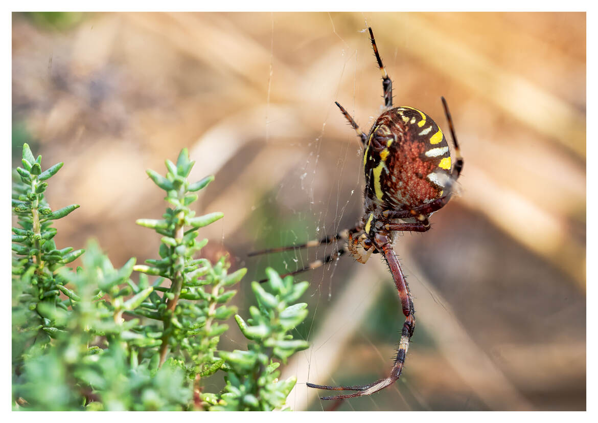 Une femelle Argiope frelon