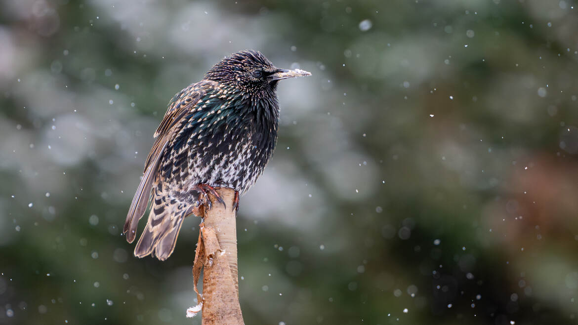 Sous une averse de neige