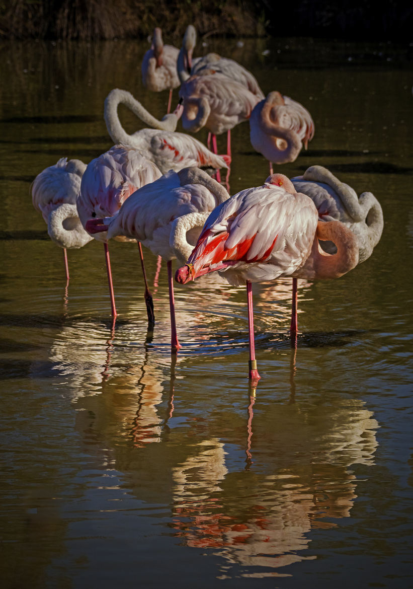 Flamants roses