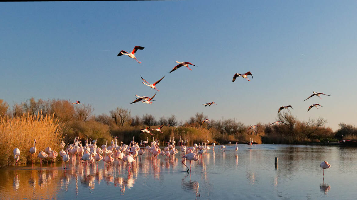 Envol vers la zone de nuit