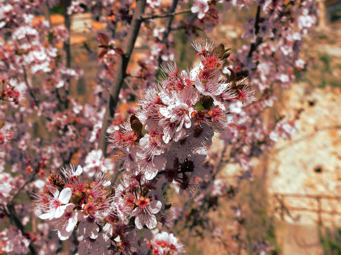 Printemps