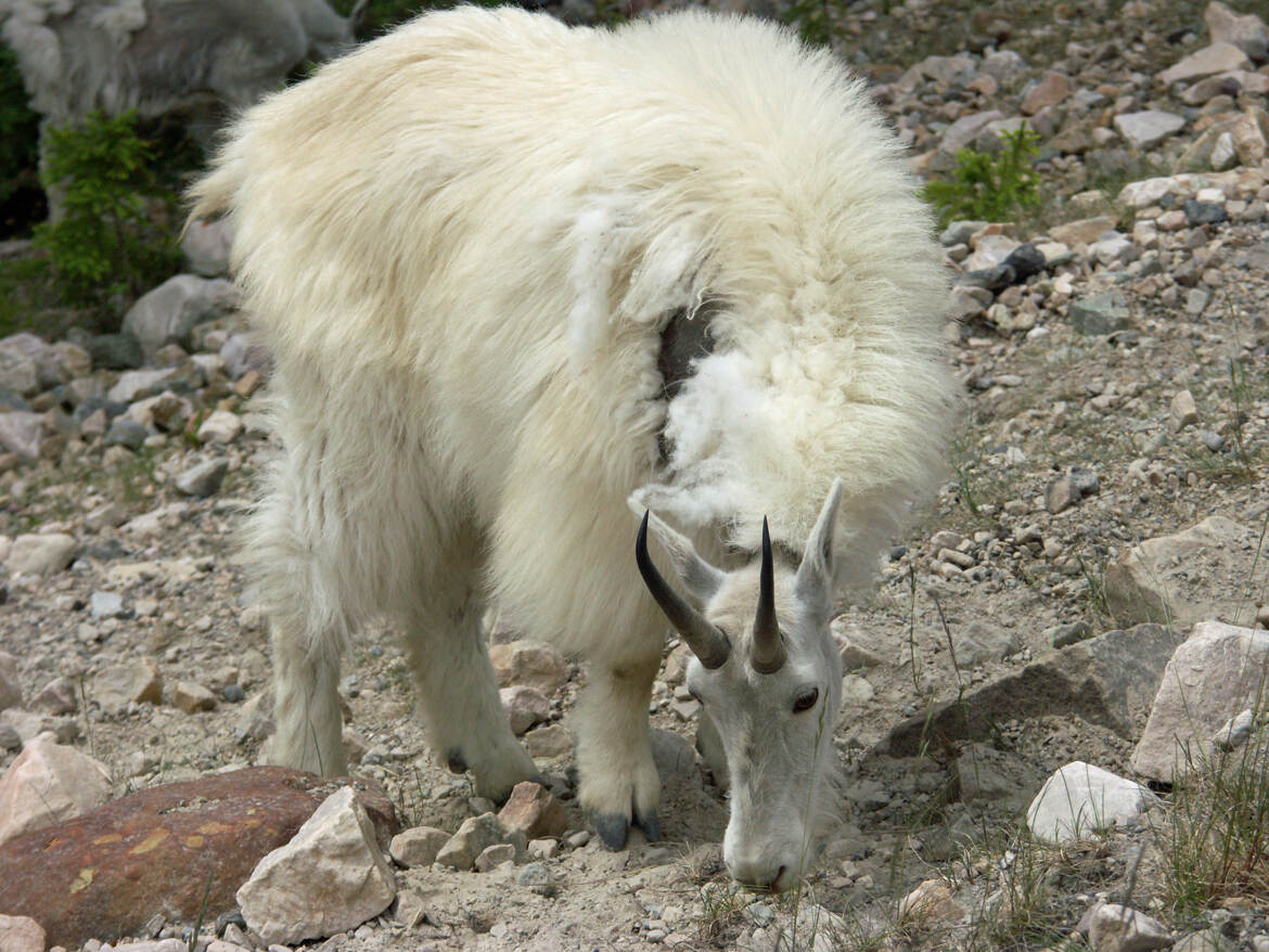 Chèvre de montagne Canada