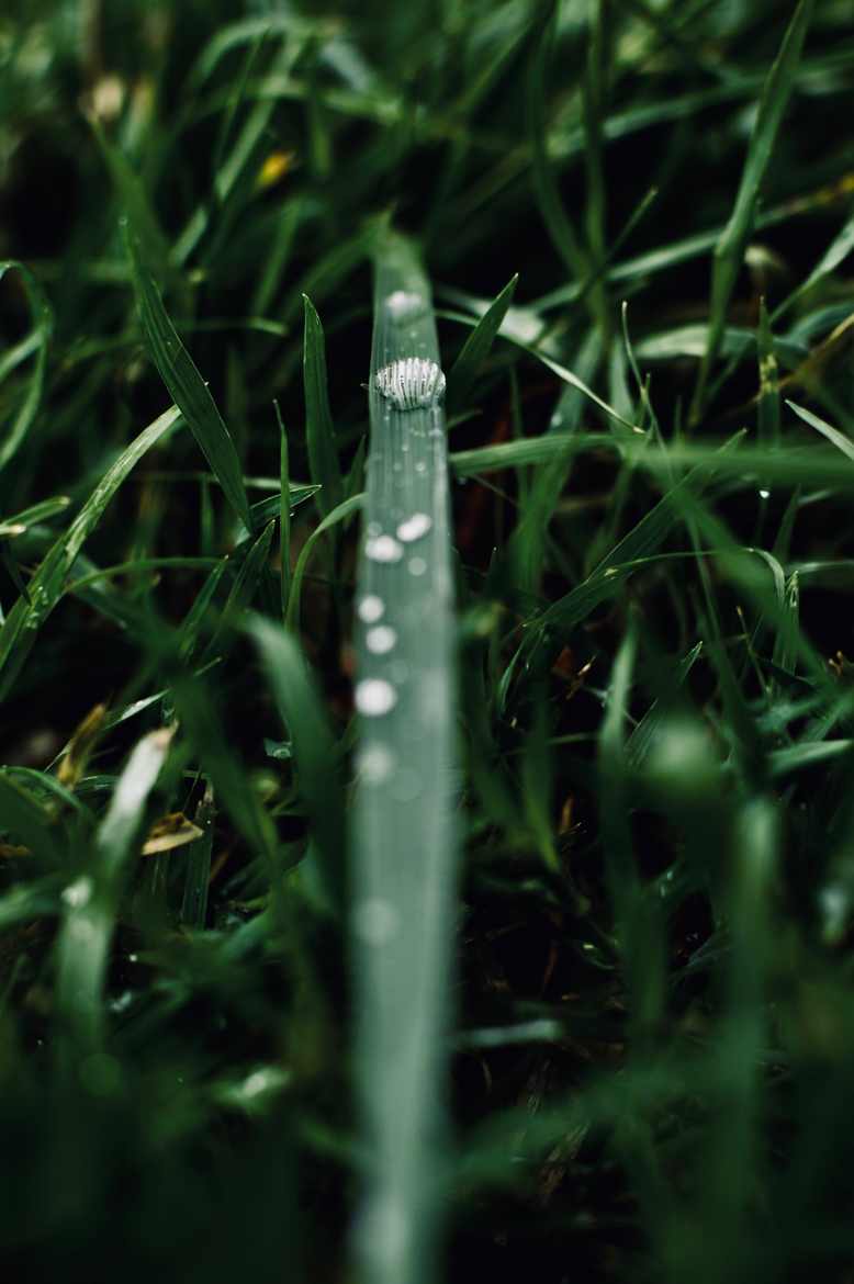 gouttelettes après la pluie