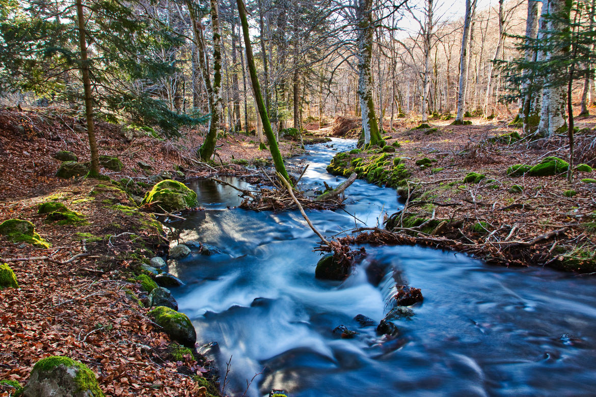 Petit cours d'eau