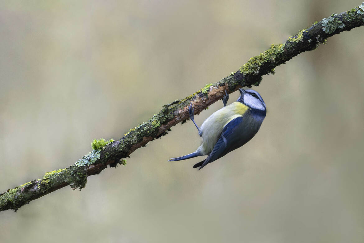 La Mésange bleue