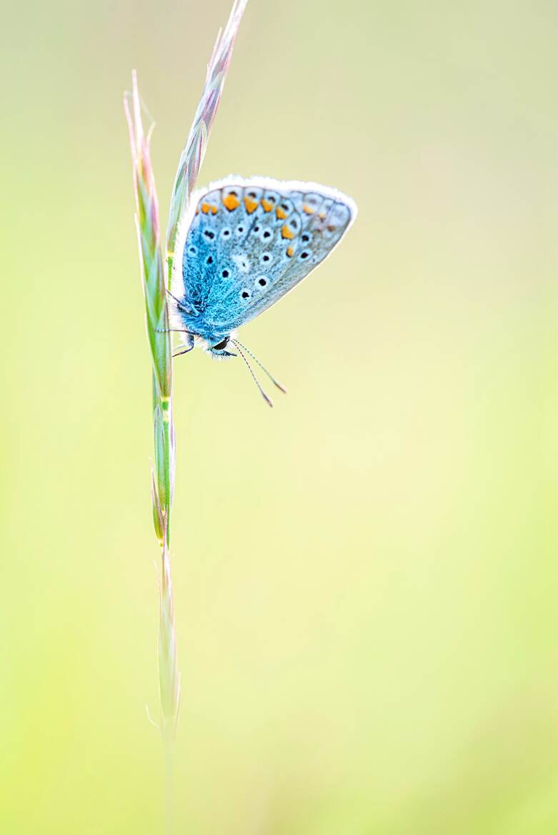 Douceur printanière