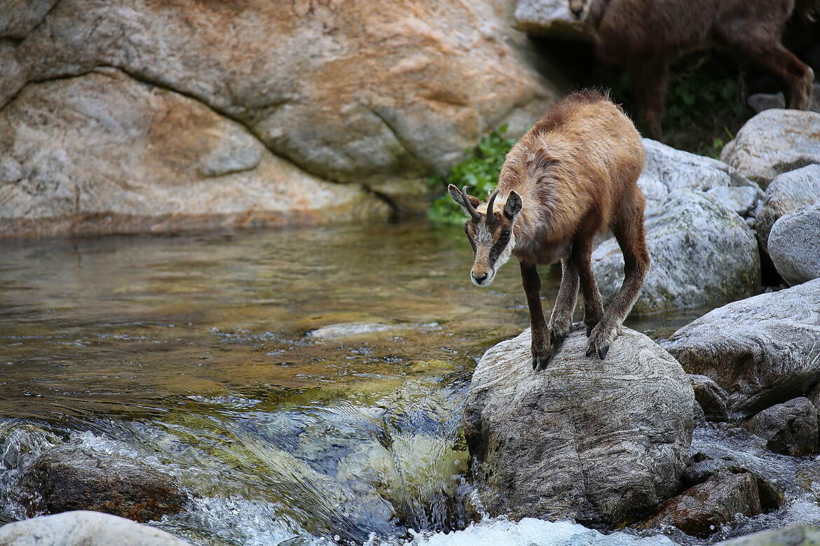 Au printemps, on est un peu fou.
