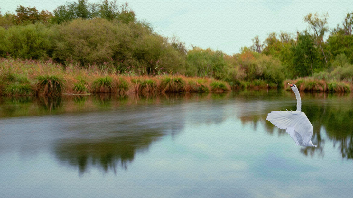 Le chant du cygne